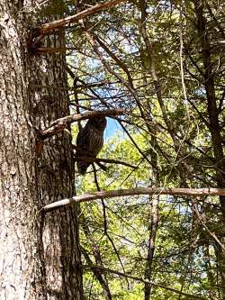 Barred Owl Photo: Dave Thompson