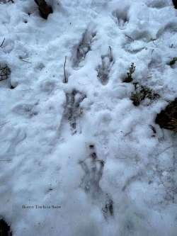 Beaver tracks Photo: Jackie Robidoux