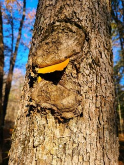 Burl trailmarker Photo: Stephen Fox