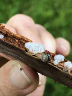 Coral slime mold Photo: David Porter