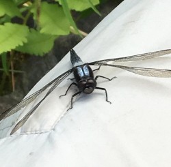 chalk fronted corporal Photo: Jen Danly