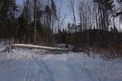 Clearing Blow Downs Photo: AM Dannis