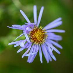 Aster Photo: Sandy Dannis