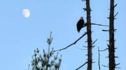 Eagle with Moon Photo: Susan March