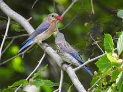 Bird Photo: Kathy Bross