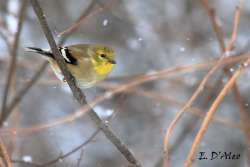 Goldfinch Photo: Eric D'Aleo