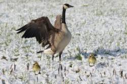 Goslings Photo: Jared Katz