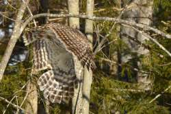 Owl in flight Photo: Ken Hatch