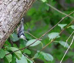 Nuthatch Photo: Stephanie Rinehart-Joseph