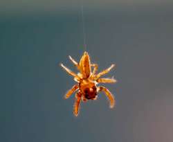 Jumping spider Photo: Ross Lanius