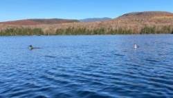Loons Photo: Nancy Halloran
