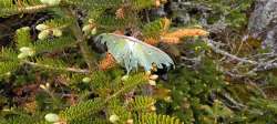 Luna moth Photo: Ira A. Powsner