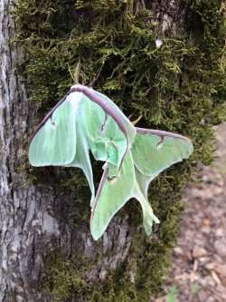 Luna Moths Photo: Laura Gagnon