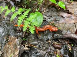 May efts Photo: Dick Cary