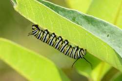 46_monarch_caterpiller.jpg