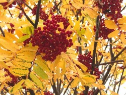 Mountain Ash Photo: Brenda Reeve