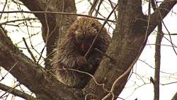 Porcupine Photo: Richard Philben