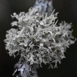 Lichen Photo: Sandy Dannis