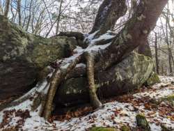 Tree roots Photo: Jeanne Sargent