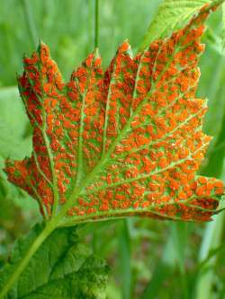 Leaf rust Photo: Frank Kaczmarek