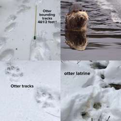 Otters Photo: Jacqueline Robidoux