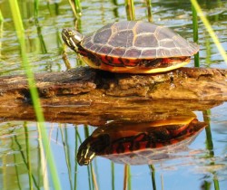 Painted turtle Photo: Richard Philben
