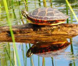 Painted turtle Photo: Richard Philben