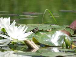 Painted turtle Photo: Kelly Stettner