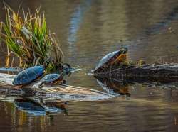 Turtles Photo: Larry Litke