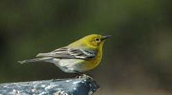 Pine warbler Photo: Barry Wicklow