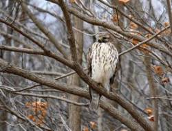 Red shouldered hawk Photo: Tami Gingrich