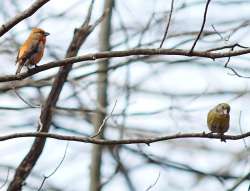 Red crossbills Photo: Geoffrey Bluh