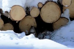 46_red_squirrels_winter_house,_lamoine,_me.jpg