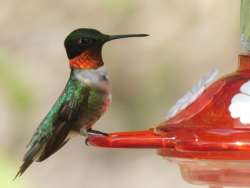 ruby throated hummingbird Photo: Bonnie Honaberger