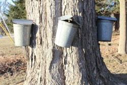 Sap buckets Photo: Leif Tillotson