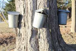 Sap buckets Photo: Leif Tillotson