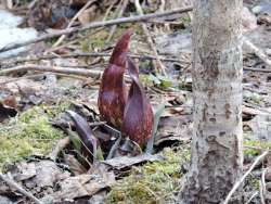 Skunk cabbage Photo: Harriet Szanto