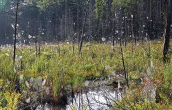 Spider Webs Photo: Patricia Liddle