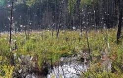 Spider Webs Photo: Patricia Liddle