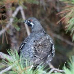 Spruce Partridge Pine Photo: Philip Polk