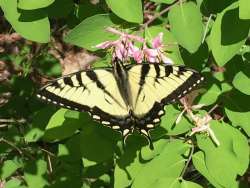 Swallowtail butterfly Photo: Sharon Bombard