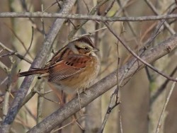 Swamp sparrow Photo: Charlie Schwarz