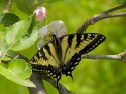 Tiger swallowtail Photo: Ken Hatch