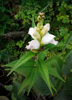 Turtlehead Photo: Thomas Ames Jr.