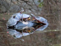 April Turtles Photo: Cathy Weaver Taylor