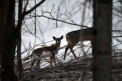 Young deer Photo: Lonnie Jandreau