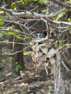 Vireo Photo: John McDonald