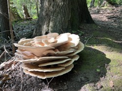 Fungus in woods Photo: Wayne Stocker