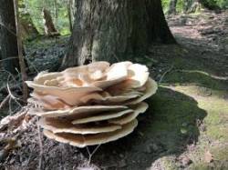 Fungus in woods Photo: Wayne Stocker