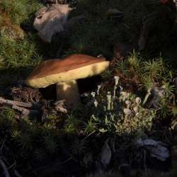 Bolete Moss Lichen Photo: AM Dannis